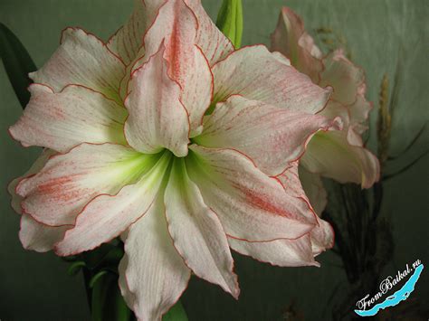 Гиппеаструм “Афродита” – Hippeastrum Aphrodite – С Байкала с любовью!