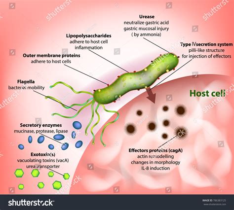 Helicobacter Pylori Campylobacter Pylori Virulence Factors