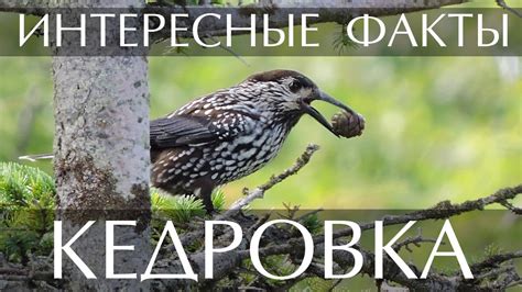 Кедровка - интересные факты - YouTube