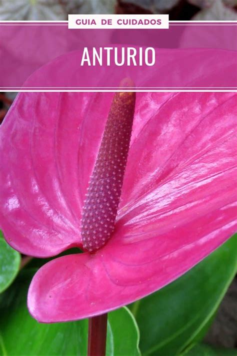 Anturio Cuidados Y Multiplicacion Del Anthurium