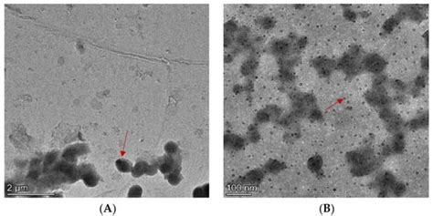 Processes Free Full Text Properties Of Carbonic Anhydrase