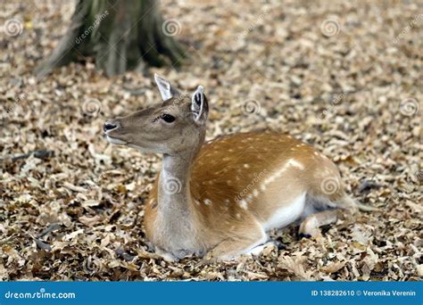 Full Body Of Fallow Deer Dama Dama In The Forest Stock Photo Image Of