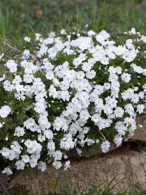 Stauden Stade Versand Shop Phlox Douglasii White Admiral Sp Ter