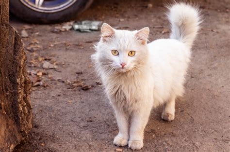 Premium Photo White Dirty Cat On The Street