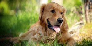 Golden Retriever Carattere E Comportamento Altezza