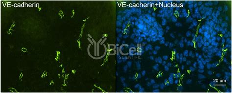 VE-cadherin (Cdh5 or Cadherin-5 or CD144) (rat) antibody - BiCell Scientific®