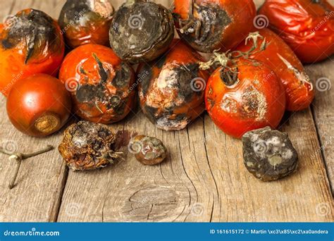 Moldy Tomatoes Storage Of Vegetables Unhealthy Food Mold On