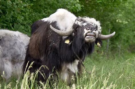 Yak - Description, Habitat, Image, Diet, and Interesting Facts