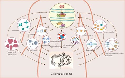 我校学者在molecular Cancer发表关于结直肠癌中wnt信号通路的论述学术聚焦成都中医药大学