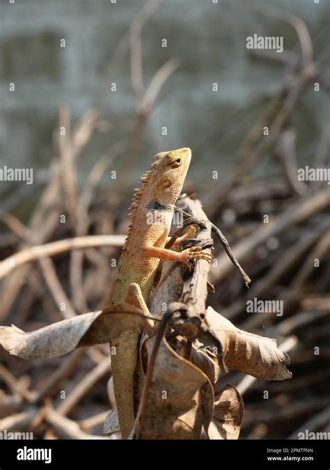 male oriental garden  eastern garden  changeable lizard   branch