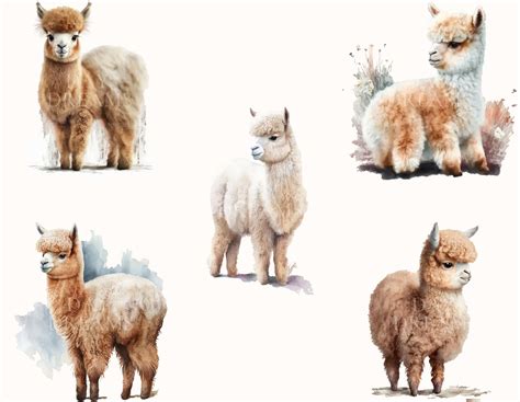 Aquarell Alpaka Clipart süßes Lama Clipart Bündel wildes Etsy de