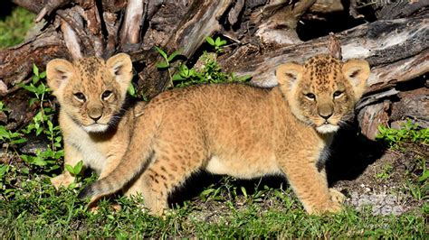 Lion Country Safari introduces new baby lion cubs