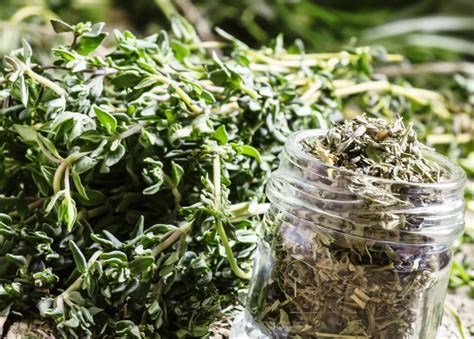 Что такое чабер: Чабер описание и полезные свойства. Применение в ...