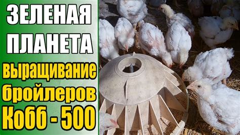 Выращивание бройлеров Кобб - 500 / День 20 / Затраты на содержание ...