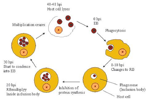 Developmental Cycle Of C Trachomatis Attachment Of EBs To Specific