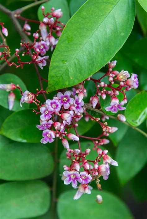 Young Star Fruit Flowers Stock Photo - Image: 62822020