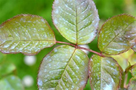 Gomosis En Tus Frutales Tratamiento Y Prevención GuÍa