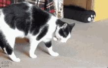 แมวกลิ้ง ม้วนตัว GIF - Cat Rolling Cat Roll Cat Somersault - Discover & Share GIFs