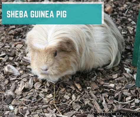 Sheba Guinea Pig: Facts, Lifespan, Personality & Care Guide - More ...