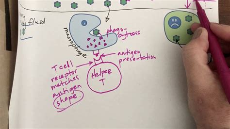 Adaptive Immunity Cell Mediated Response Youtube