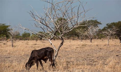 Por La Sequía Declaran La Emergencia Agropecuaria En Las Provincias De