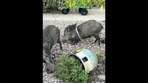 Javelina Tries To Sneak Into Home Gets Stuck In Door Frame