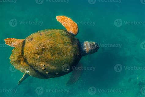 Sea green turtle with a shell overgrown with algae, animals of the ...