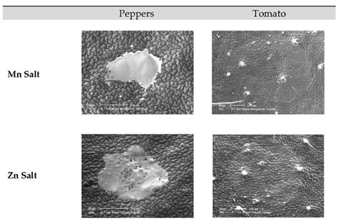 Representative micrographs taken with a scanning electron microscope ... 