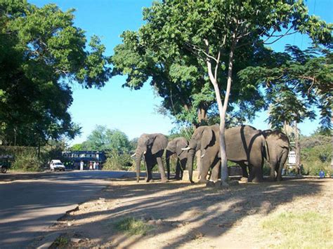 Elephants in Victoria Falls Town Centre - An exciting occurrence