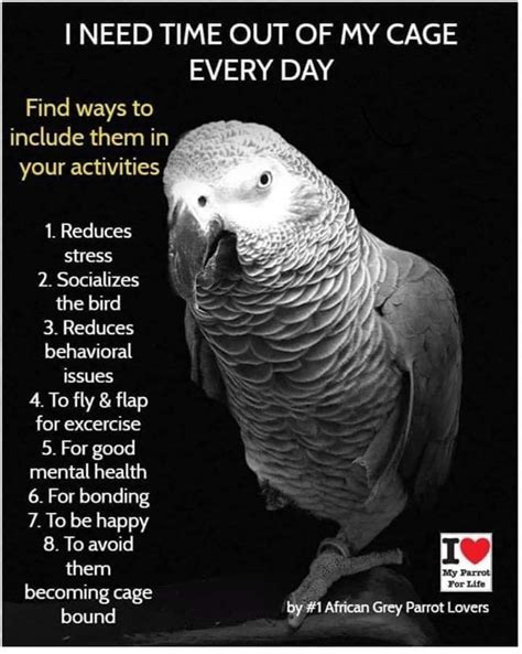 African grey parrot care – Artofit