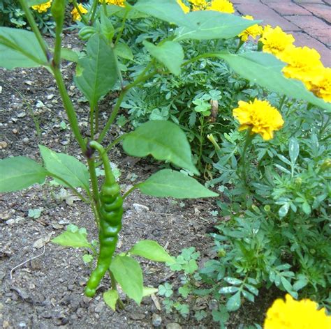 Companion Planting: Tomatoes, Marigolds and Basil | HubPages