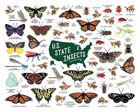 Us State Insects 16x20 Poster Hannah Rosengren Studio 16x20