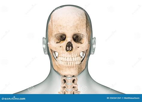 Anterior Or Front View Of Human Skull Or Head Bones With Cervical