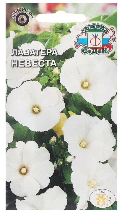 Цветок белая невеста купить семена — купить по низкой цене на Яндекс ...
