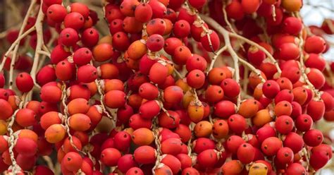 Carpentaria Palm Carpentaria Acuminata