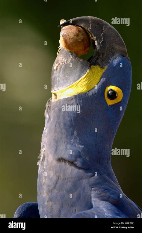 Hyacinth Macaw Anodorhynchus Hyacinthinus In Cerrado Habitat Drinking