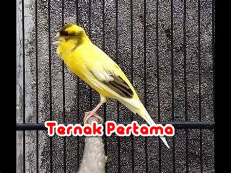 Download Suara Burung Kenari Gacor Durasi Panjang Mp3