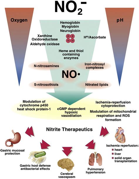 A Schematic Representation Of The Process And Consequences Of Nitrite