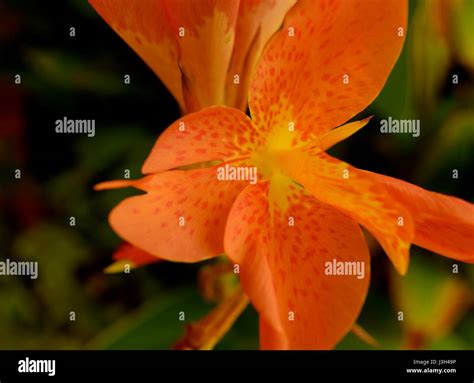 Arabian desert flowers hi-res stock photography and images - Alamy