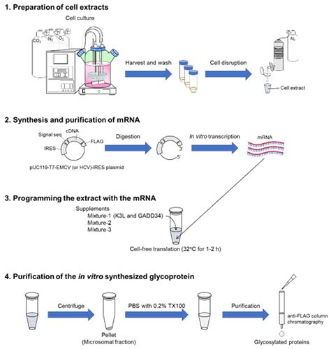 Figure 1 Schematic Illustration Depicting The Whole