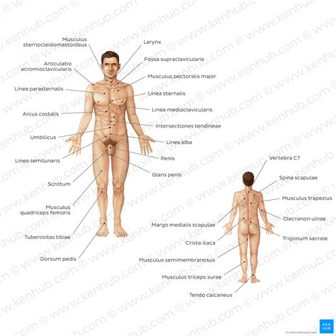 Anatomische Terminologie Fachbegriffe Leicht Gemacht Kenhub