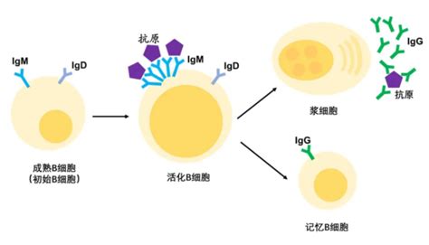 西湖大学施一公团队Science发文首次揭示人源IgM B淋巴细胞受体组装的分子机制