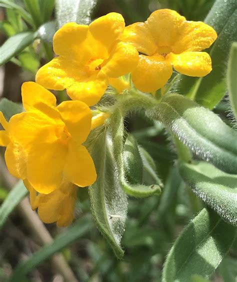 Wisconsin Wildflower | Hoary Puccoon | Lithospermum canescens