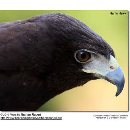 Harris’s Hawks or Harris Hawks (Parabuteo unicinctus) | Earth Life