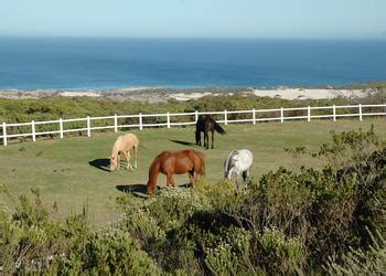 Grootbos Nature Reserve - Beach & Cave Walks, Whale Watching (Activities)