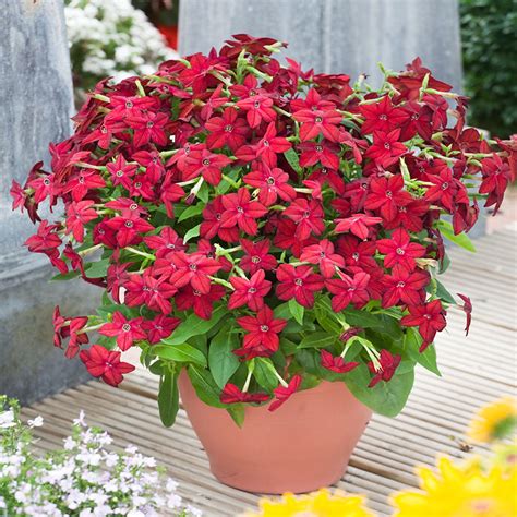 Annual Red Flowering Tobacco Plants From Flower Seeds