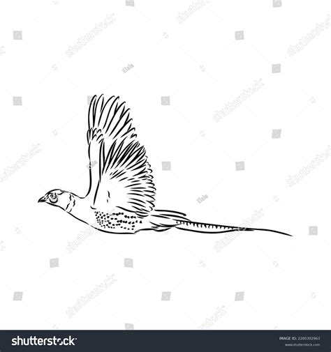 Hand Drawn Pheasant Sketch Vector Illustration Stock Vector (Royalty ...