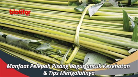 Manfaat Pelepah Pisang Untuk Kesehatan Bukan Sekedar Batang Biasa