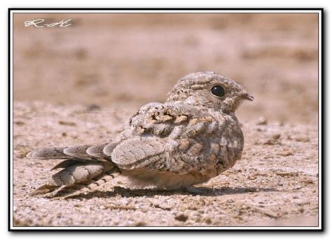 Egyptian Nightjar - BirdForum Opus | BirdForum