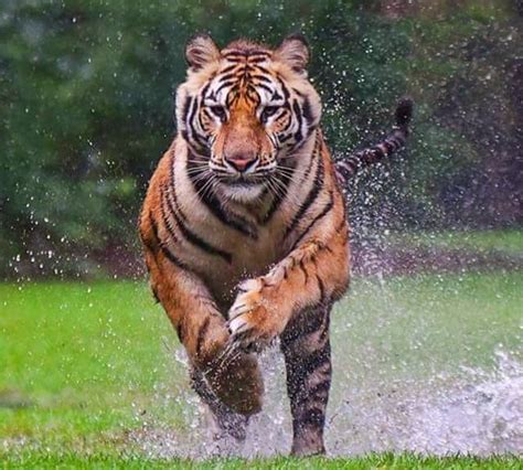 How Many Mph Can A Tiger Run